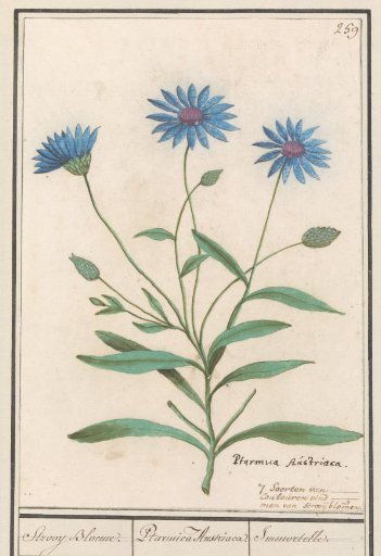 Blue Cornflower (Catananche caerulea)