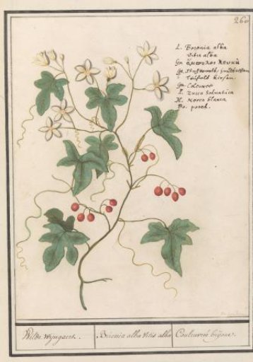 Bittersweet (Bryonia dioica)