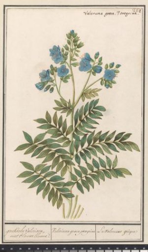 Jacob's Ladder (Polemonium caeruleum)
