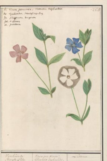 Periwinkle (Vinca)