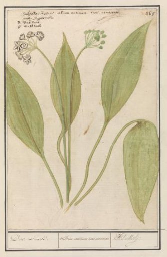 Wild Garlic (Allium ursinum)