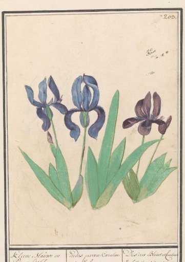 Blue and purple irises (Iris germanica)
