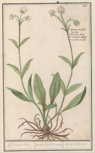 White-flowered Blue Knapweed (Succisa)