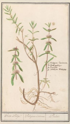 Pennyroyal (Mentha pulegium)
