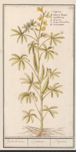 Lupine (Lupinus)