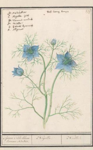 Lady-in-the-Green (Nigella damascena)