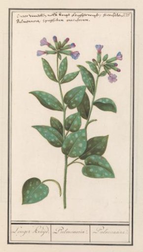 Spotted Lungwort (Pulmonaria officinalis)