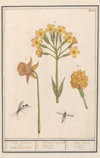 Daffodil (Narcissus), Cowslip (Primula veris), and African marigold (Tagetes)