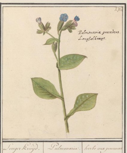 Spotted Lungwort (Pulmonaria officinalis)