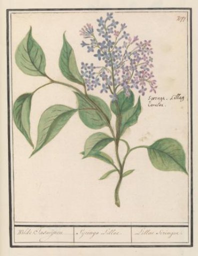 Lilac (Syringa vulgaris)
