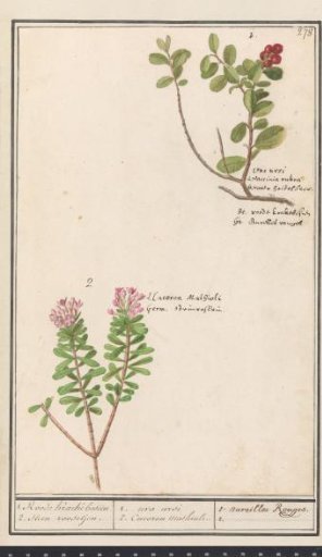 Bearberry (Arctostaphylos uva-ursi) and Spurge Laurel (Daphne cneorum)