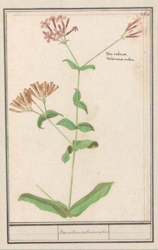 Red valerian (Centranthus ruber)