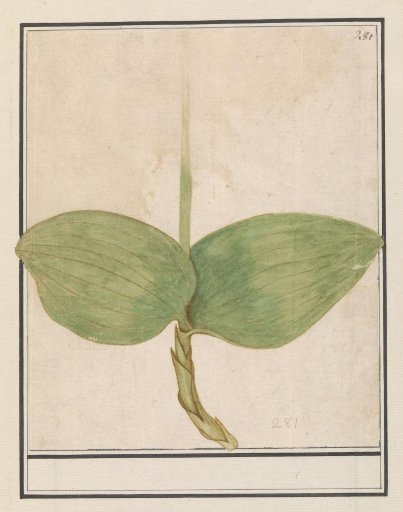 Unknown plant