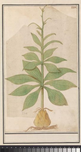 Unknown plant