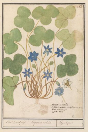Hepatica (Anemone hepatica, old name: Hepatica nobilis)