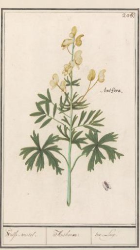 Yellow monkshood (Aconitum vulparia)