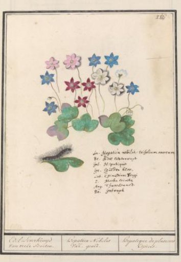 Hepatica (Anemone hepatica, old name: Hepatica nobilis)