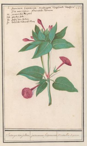 Four o'clock (Mirabilis jalapa)