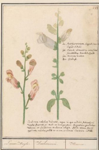 Snapdragon (Antirrhinum)