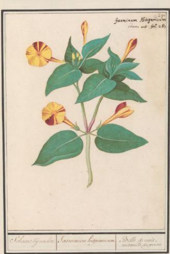 Four o'clock (Mirabilis jalapa)
