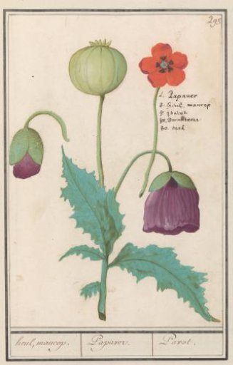 Poppy