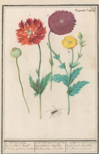 Poppy or corn poppy (Papaver)