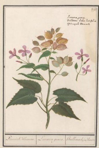 Honesty (Lunaria annua)