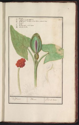 Lords-and-ladies (Arum)