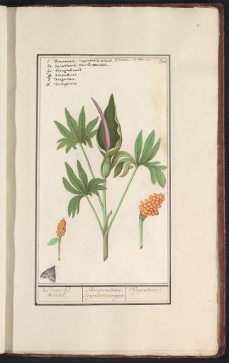 Dragon arum (Dracunculus vulgaris) or other lords-and-ladies (Arum)