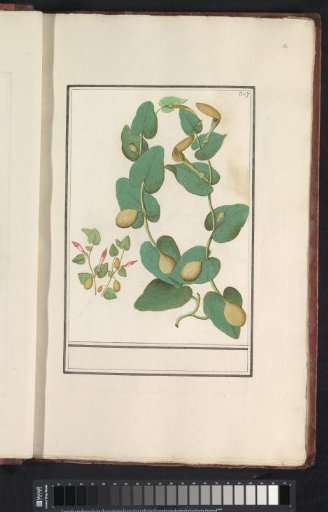 Unknown plant