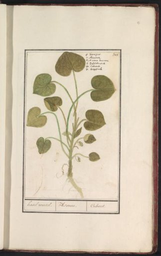 European wild ginger (Asarum europaeum)