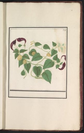 Aristolochiaceae?