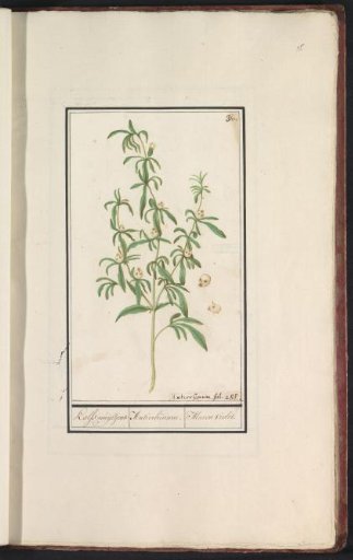 Snapdragon with seed pods (Antirrhinum majus L.)