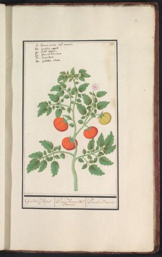 Tomato (Solanum lycopersicum)