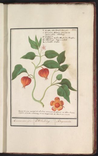 Cape Gooseberry or Goldenberry (Physalis peruviana)