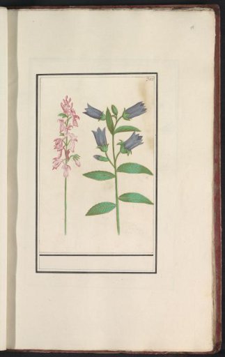 Larkspur (Delphinium) and bellflower (Campanula)