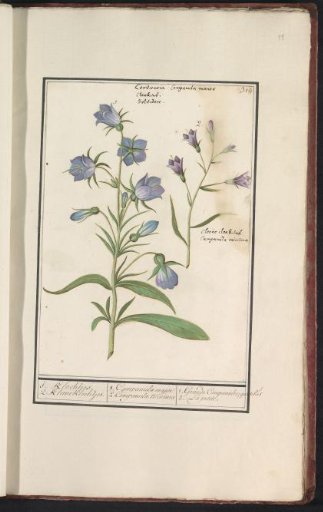 Bellflower (Campanula)