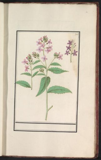 Dame's rocket (Hesperis matronalis)