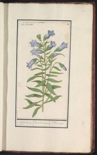 Marsh gentian (Gentiana pneumonanthe)
