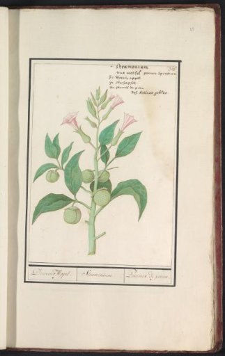 Thorn apple (Datura stramonium)