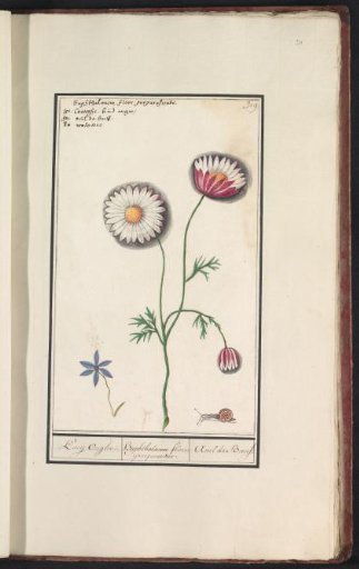 Oxeye daisy (Leucanthemum)
