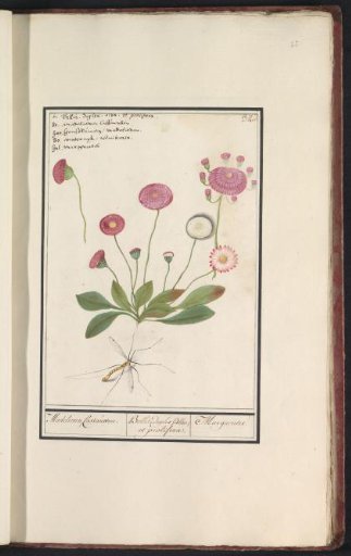 Daisy (Bellis perennis)
