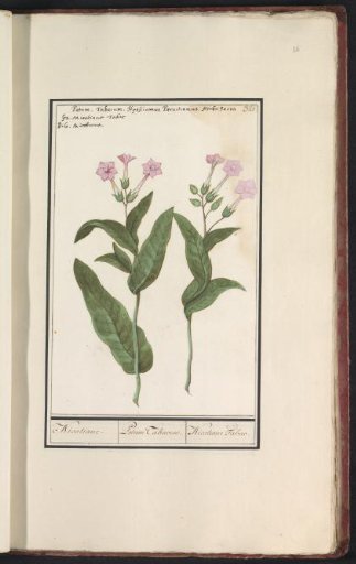 Tobacco plant (Nicotiana tabacum)