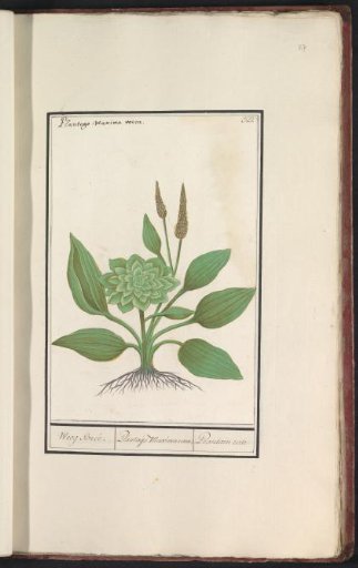 Plantain (Plantago)