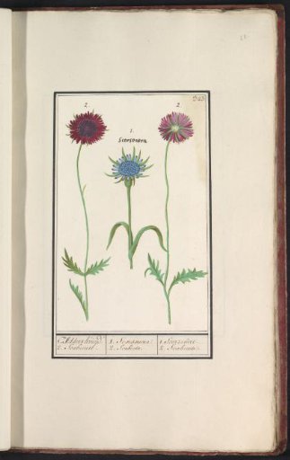 Purple goat's-beard (Tragopogon porrifolius) and scabiosa