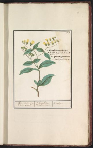 Common comfrey (Symphytum officinale)
