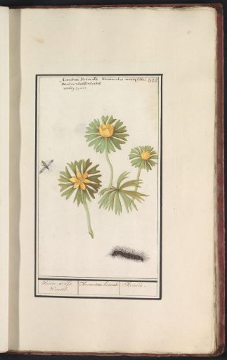 Winter aconite (Eranthis hyemalis)