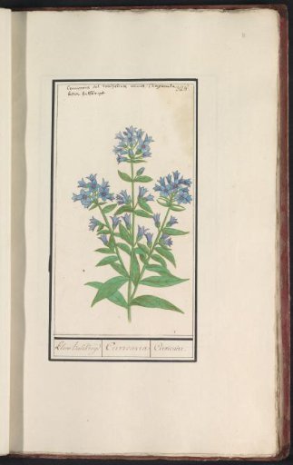 Bellflower (Campanula cervicaria)