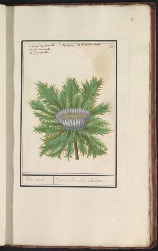 Thistle (Carlina vulgaris)