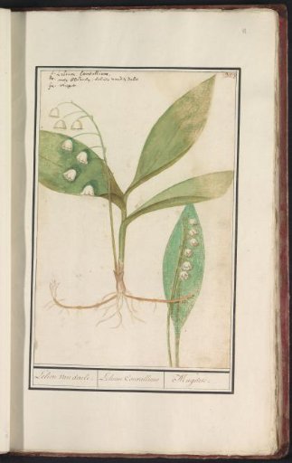 Lily of the valley (Convallaria majalis)